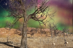 Arora_s