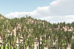 Cactus-land-s
