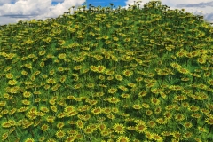 Sunflowers_on_another_plannet_by_Blooper1980