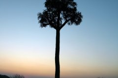 Sunset_Tree_by_Blooper1980