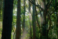 Suntrees
