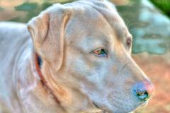 dog1_hdri_by_blooper1980_d3f5j4f-fullview