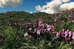 fields_of_grass_by_blooper1980_d28ko4b-fullview