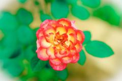 flower_by_blooper1980_d4q8s69-fullview