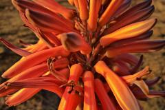 hdr_flower_by_blooper1980_d27aii4-fullview