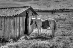 hdri_bw_horse_by_blooper1980_d3f2nz6-fullview