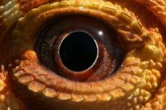 the_eye_of_spike_by_blooper1980_d4dtops-fullview