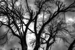 the_tree_by_blooper1980_d3f2mti-fullview